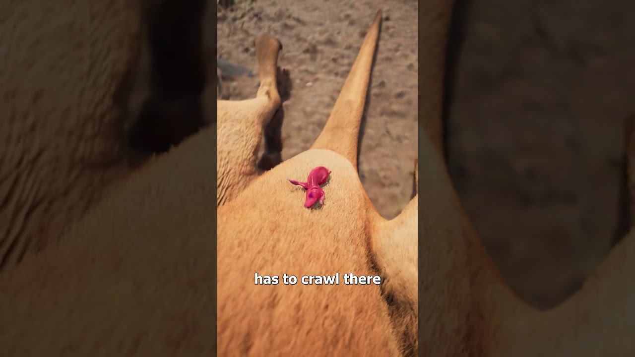 ZackD Films : What Happens After A Kangaroo Is Born?
