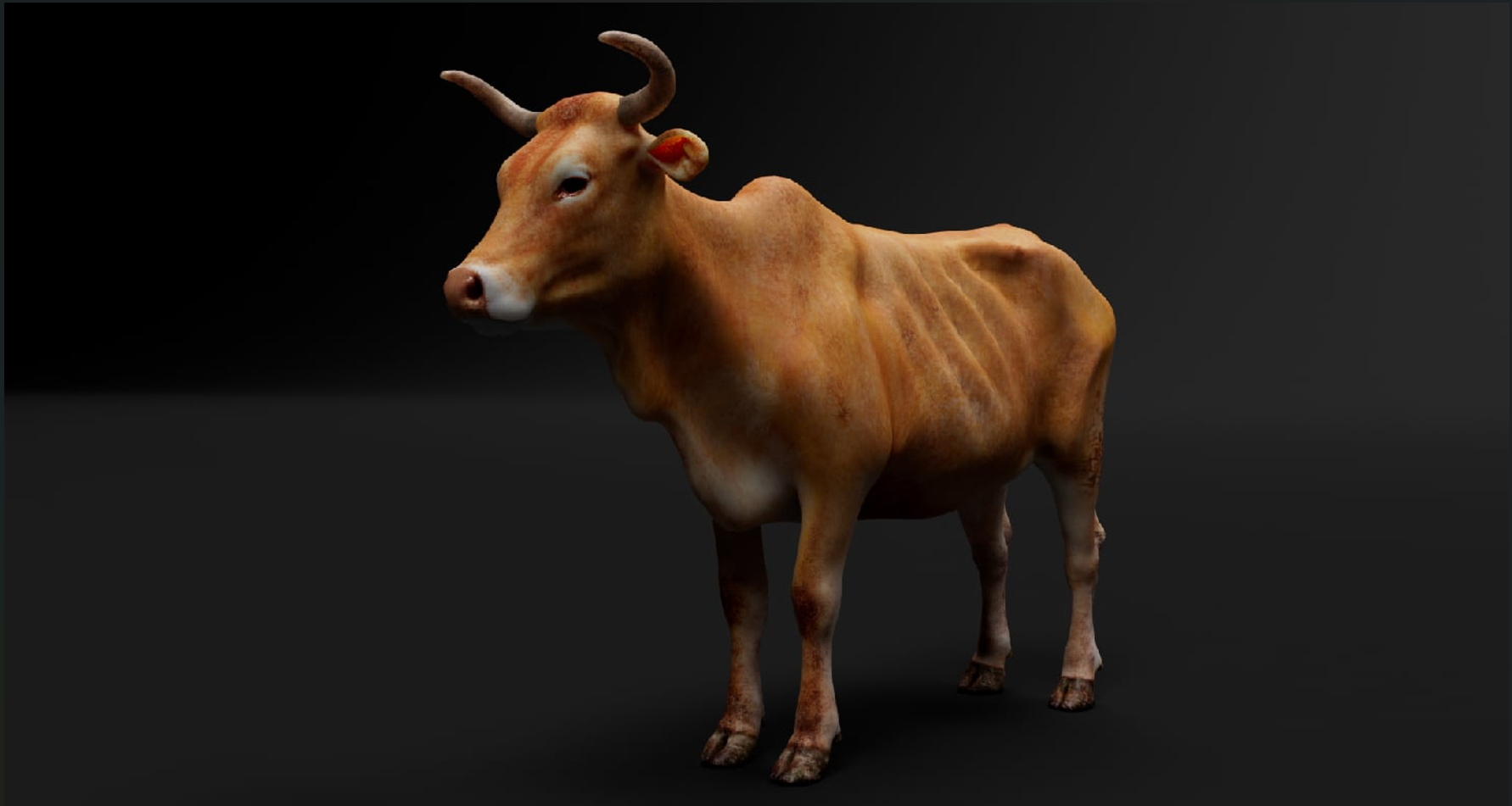 Desi Cow Rig And Animation